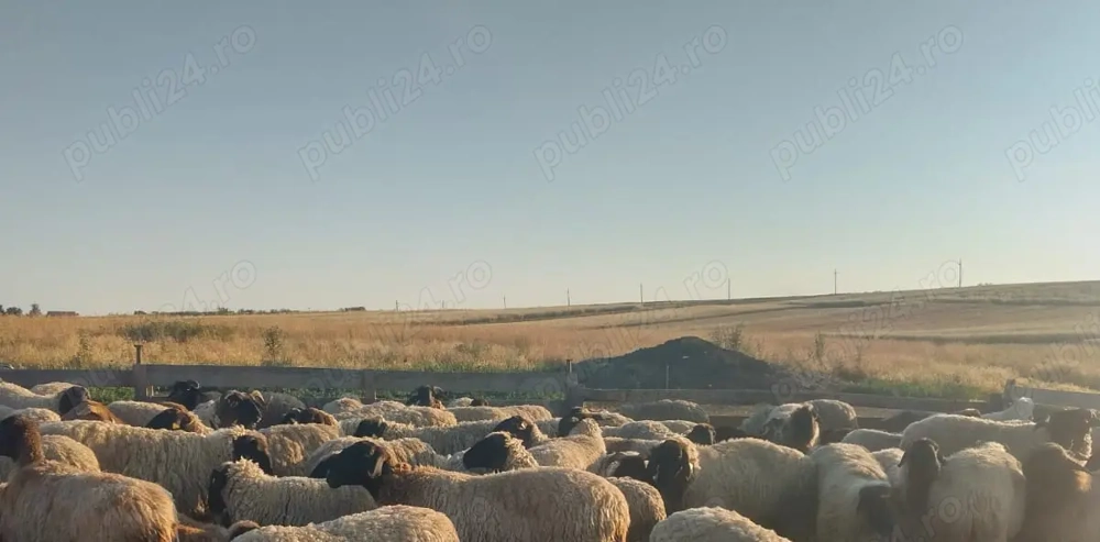Vând 80 de oii carabase de Teleorman 