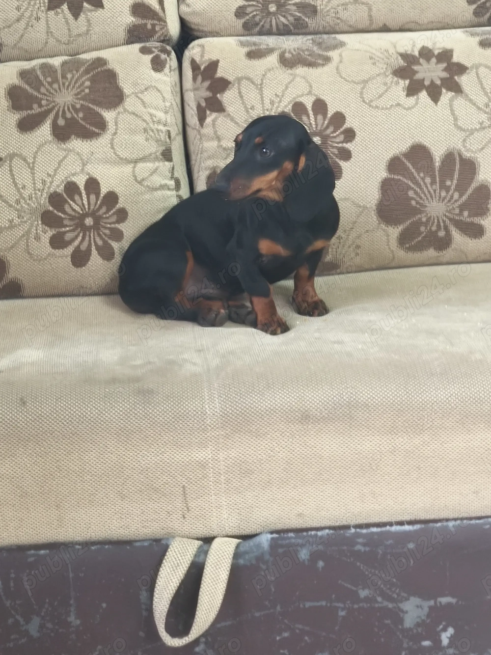 Femelă techel de 8 luin