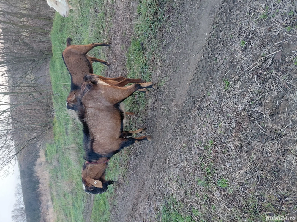 Tap de vanzare anglo-danubian