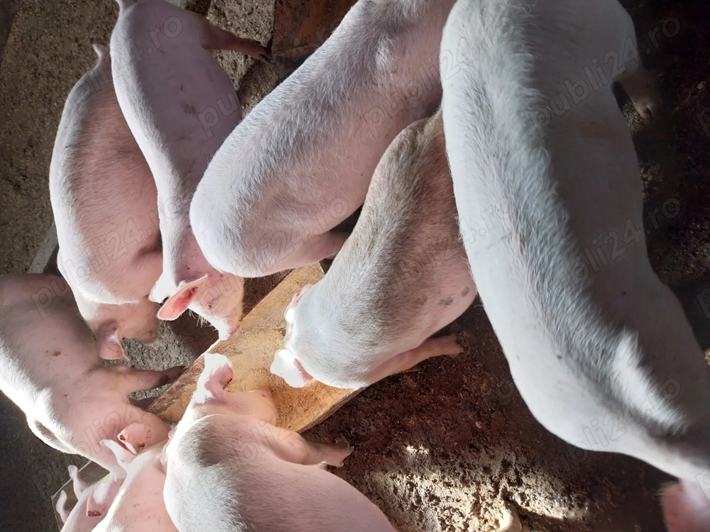 Purcei de carne 20-60kg 