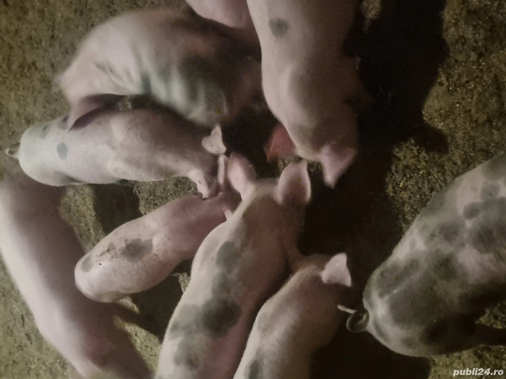 Vind purcei de 2 luni  6 m și 3f  pentru mai  multe detalii la tel 