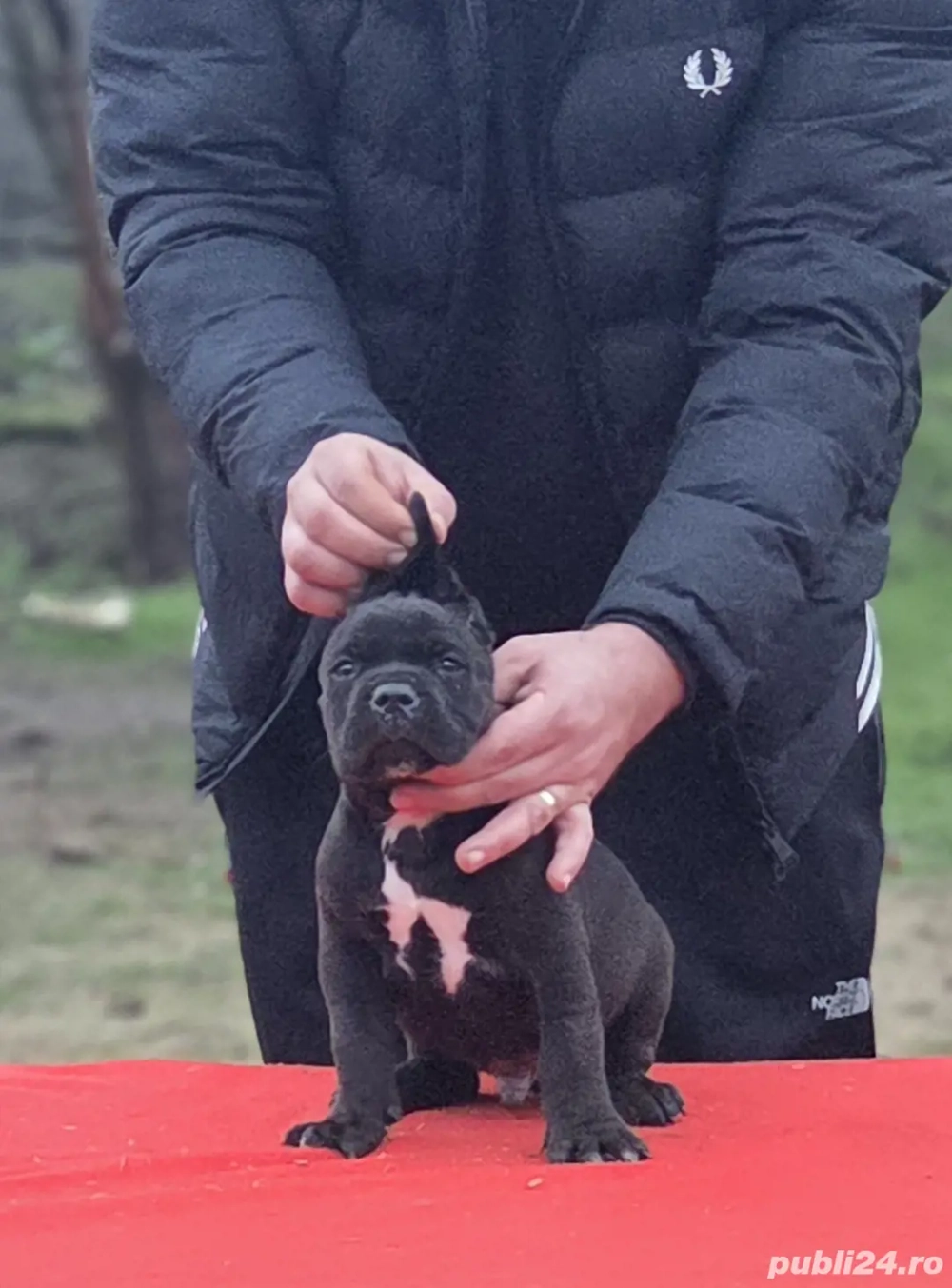 pui cane corso