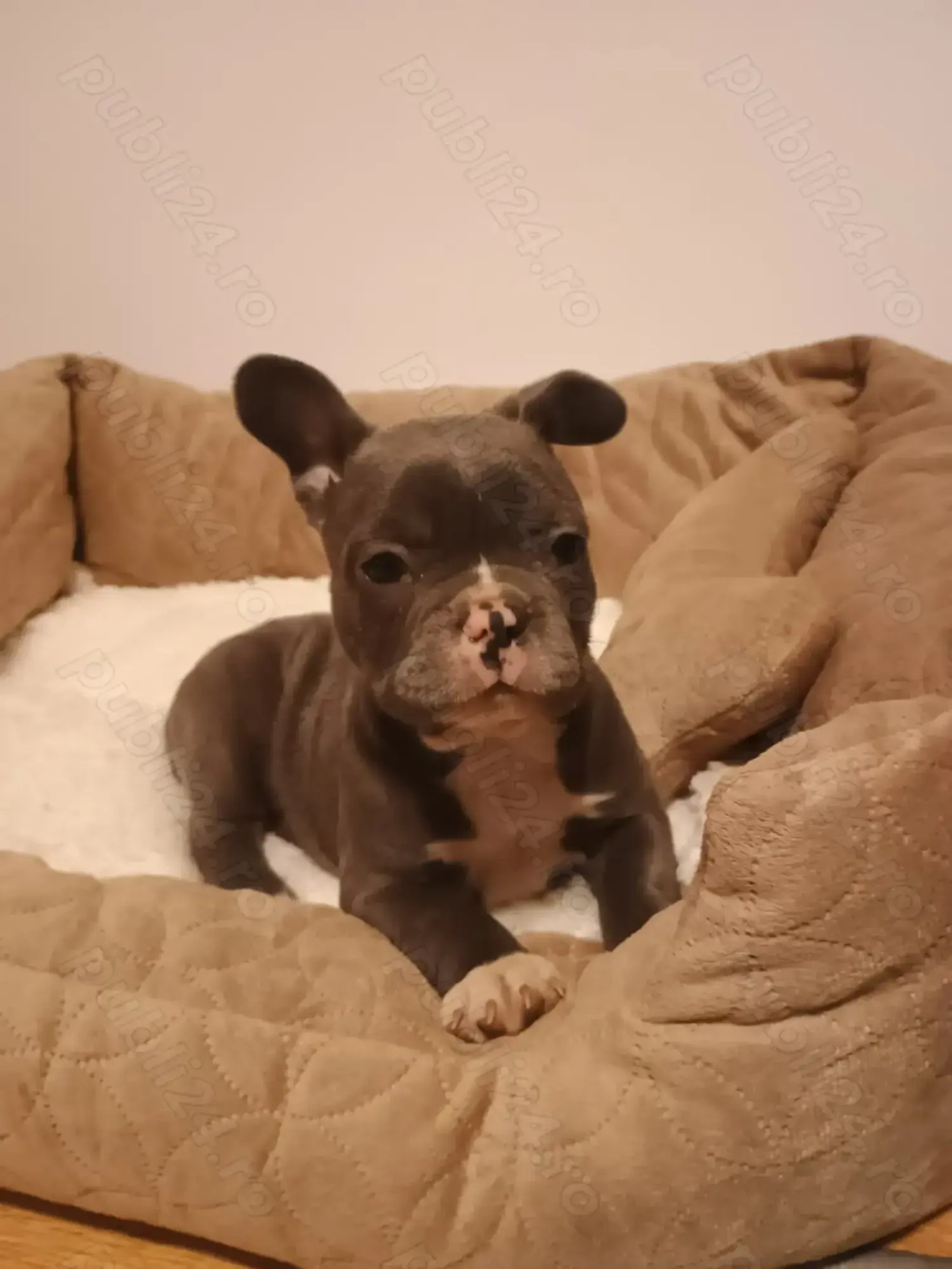 Buldog francez rasă pură 