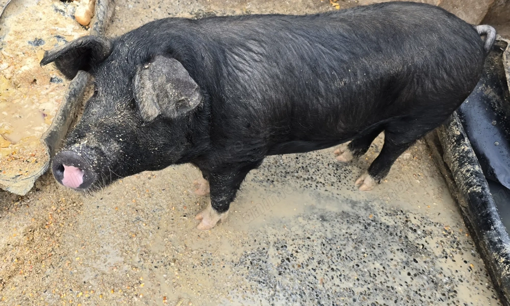 Porc de vânzare 15 lei kg