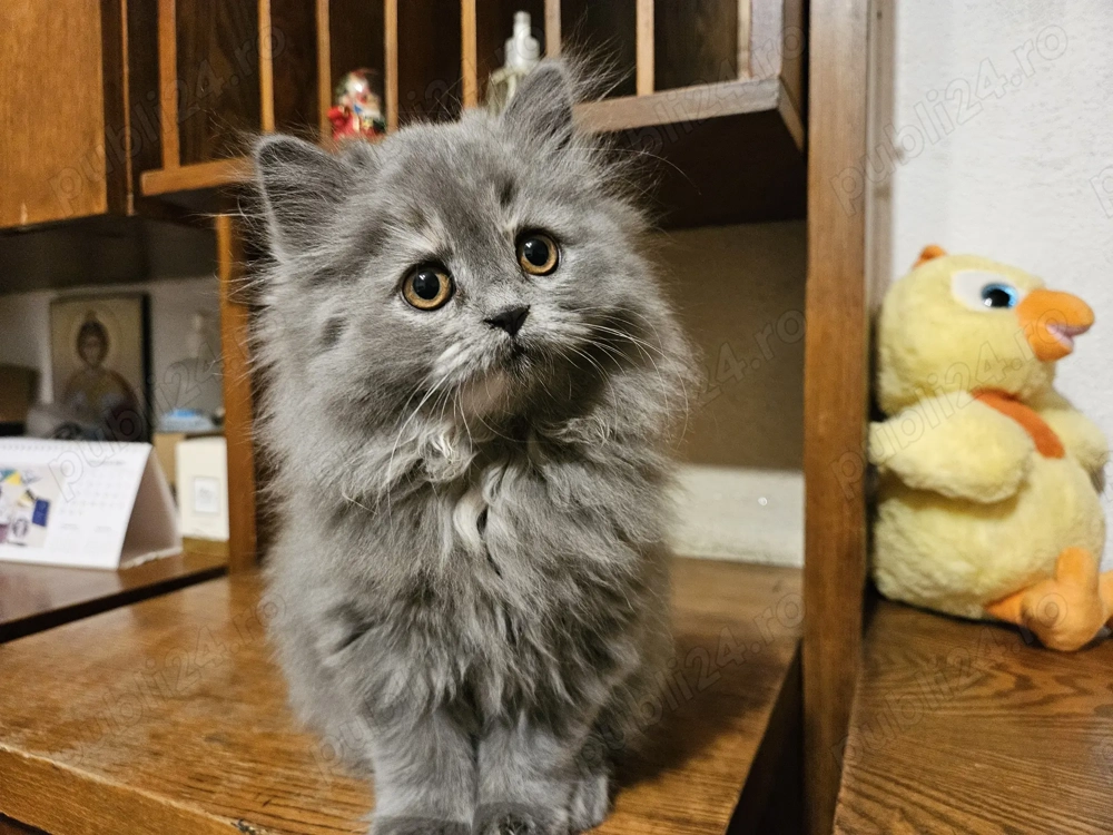 Pisicuta Highland Vaccinata, deparazitata I+E, carnetel cu serie