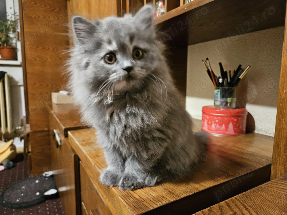 Pisicuta highland straight