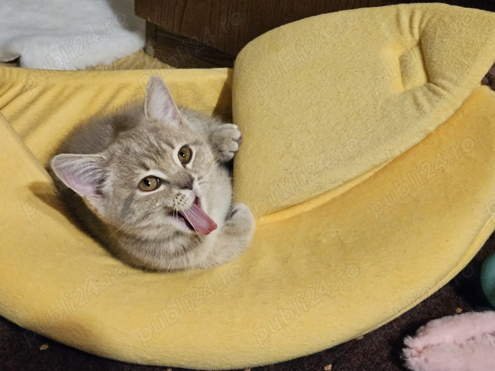 Pisicuta Scottish Straight Golden Tabby vaccinata, carnetel original inseriat, deparazitata I+E