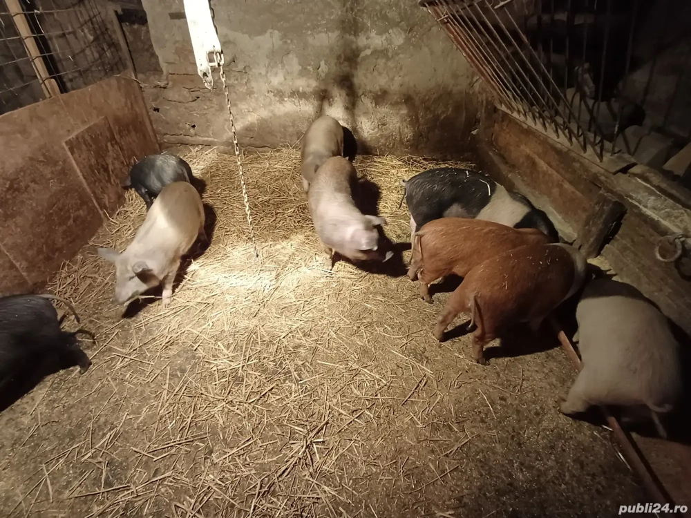 ofer spre vânzare  9 purcei