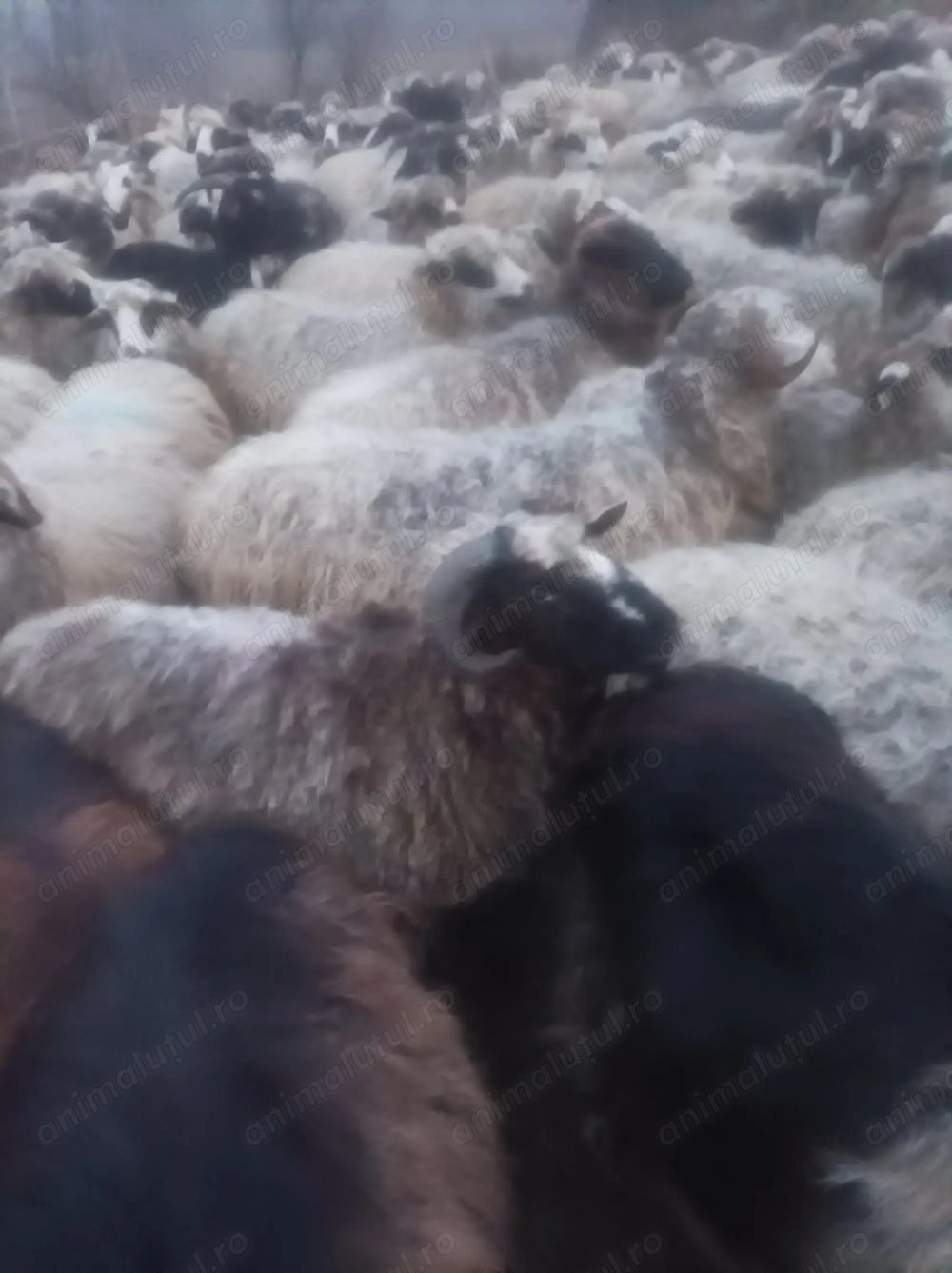 Oi și capre de vanzare