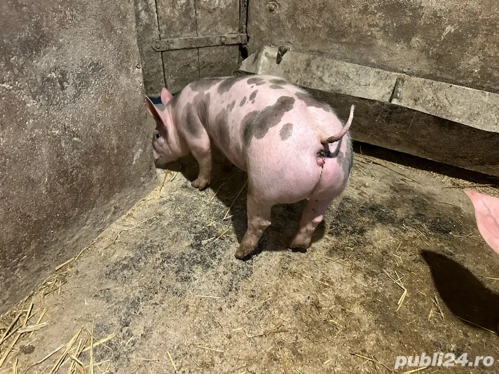 scrofita pietrain belgian