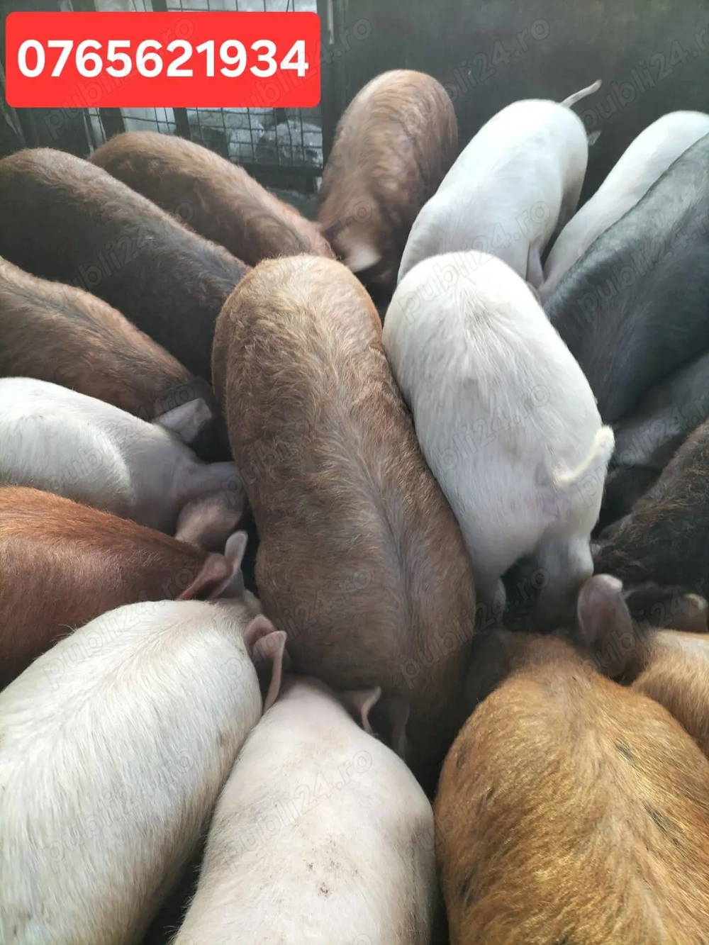 Porci de carne 40-60KG si 120-160KG!