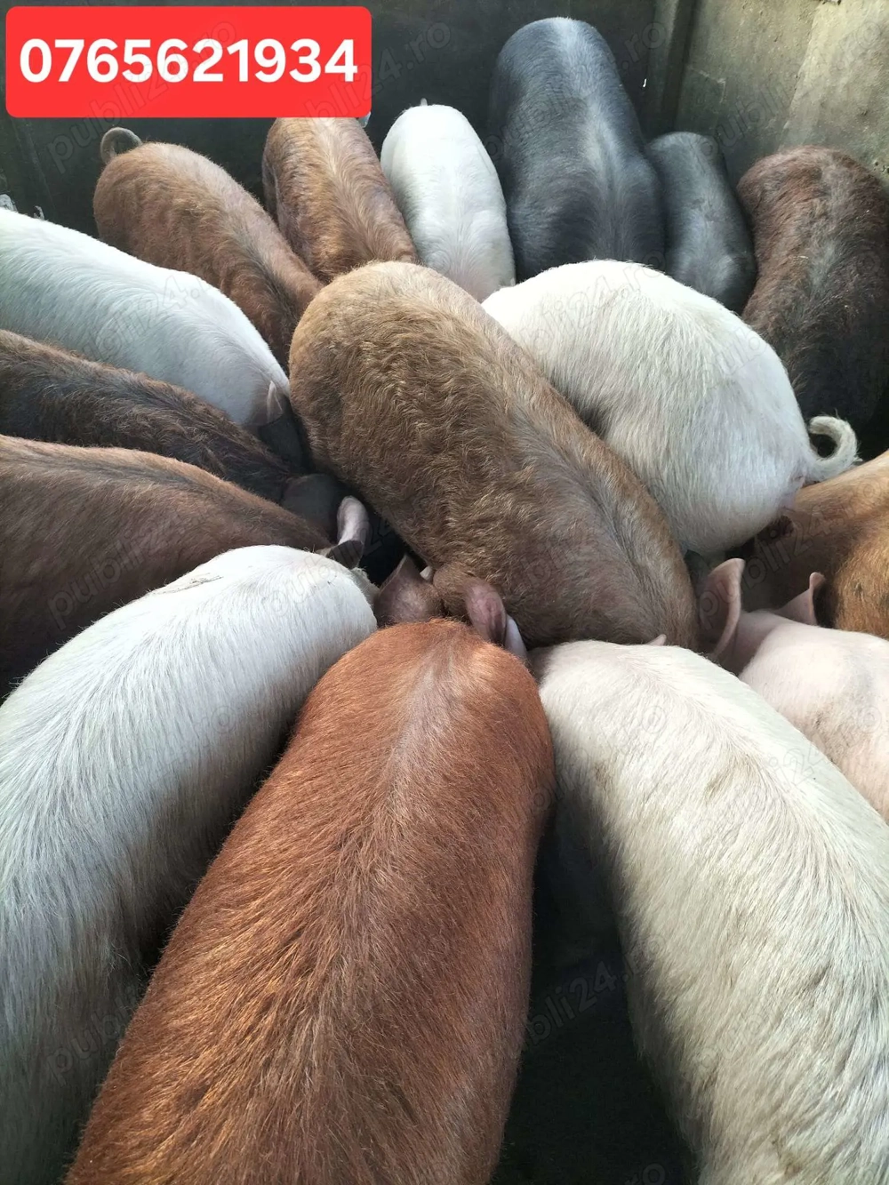 Porci de carne 40-60KG si 120-160KG!