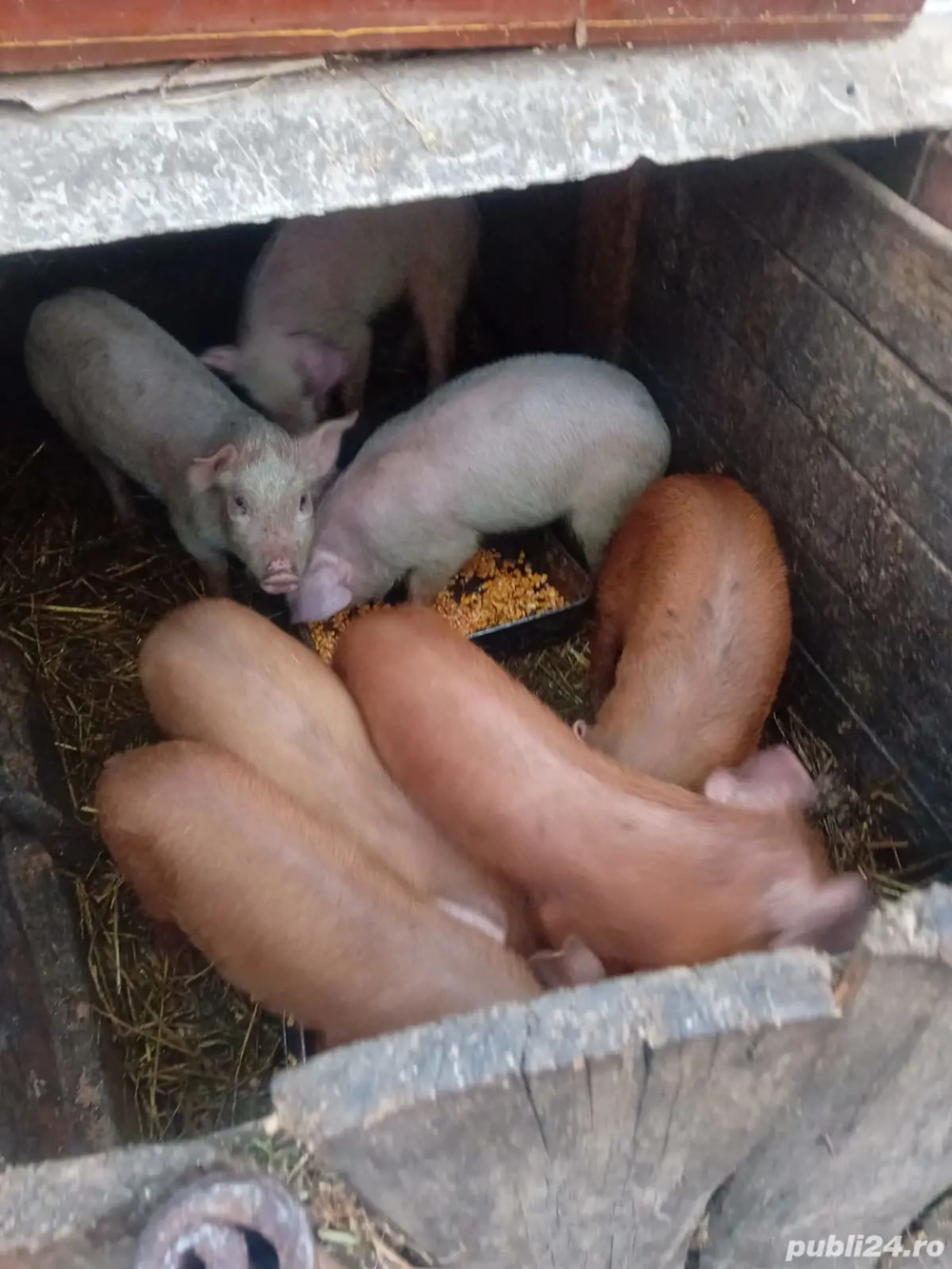 De Vânzare purcei soldani tote categorie 