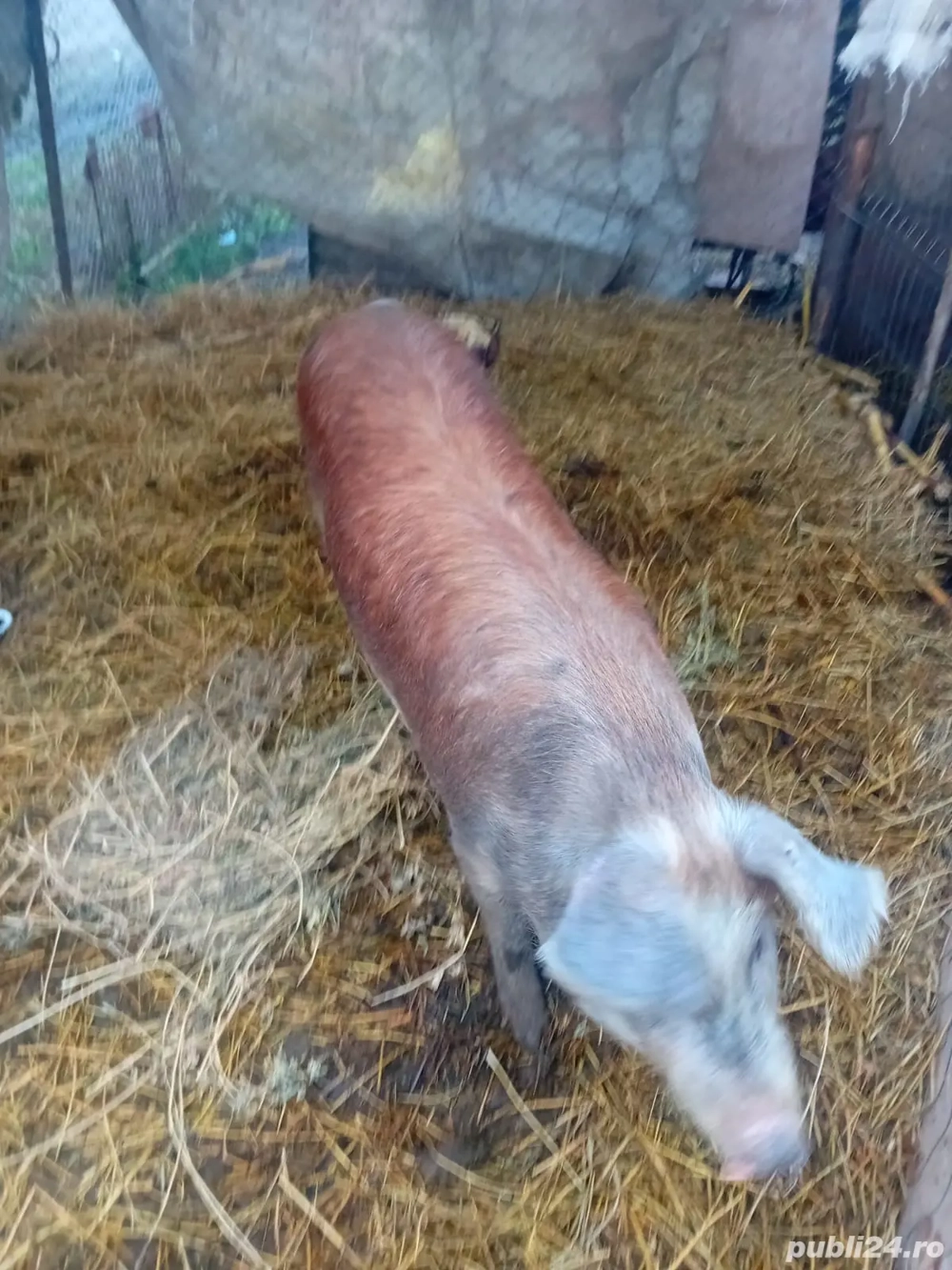 De Vânzare soldană gestantă 