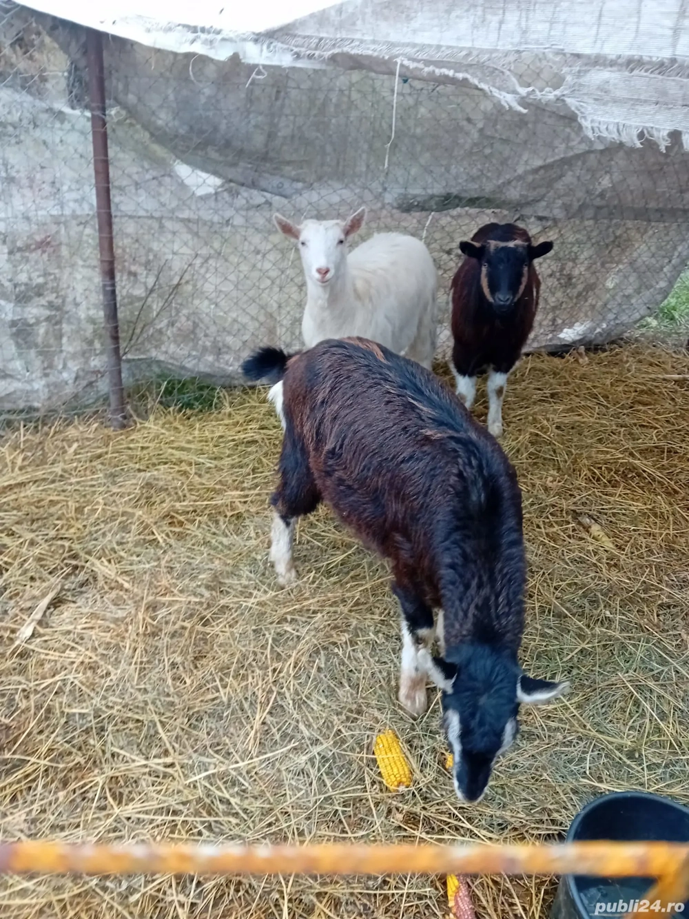 De Vânzare 3 iede gestante mai multe detalii la telefon 