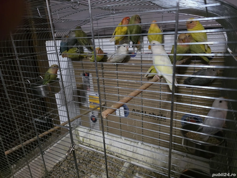 papagal calugar nimfa amorez agapornis