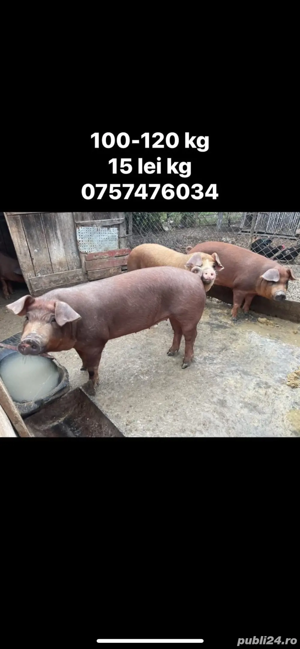 porci duroc 100-120 kg
