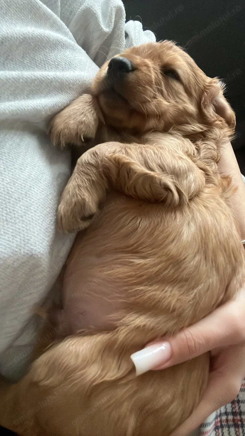 Pui de Cocker English Spaniel Ploiesti Bucuresti