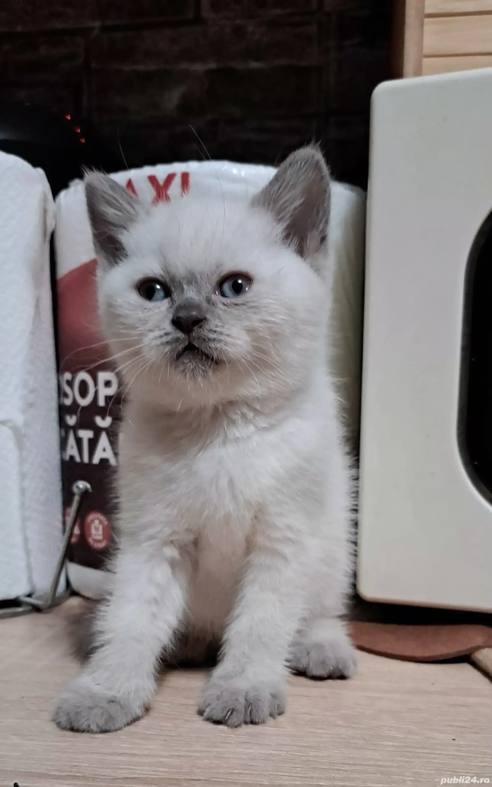 British shorthair colorpoint 