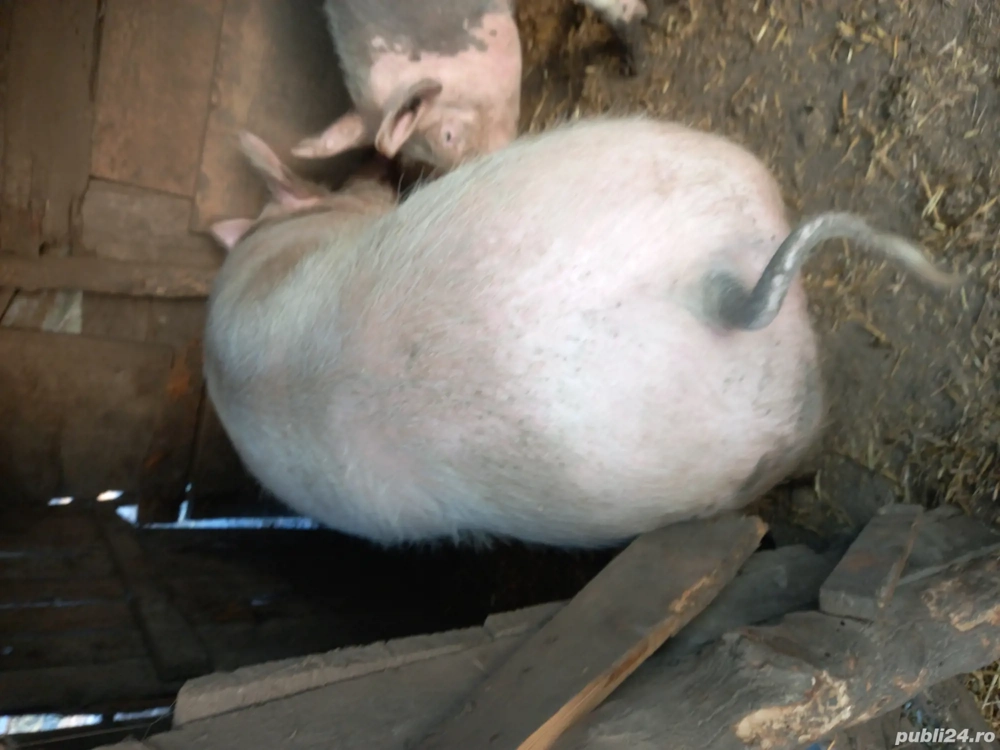 porci de vânzare 