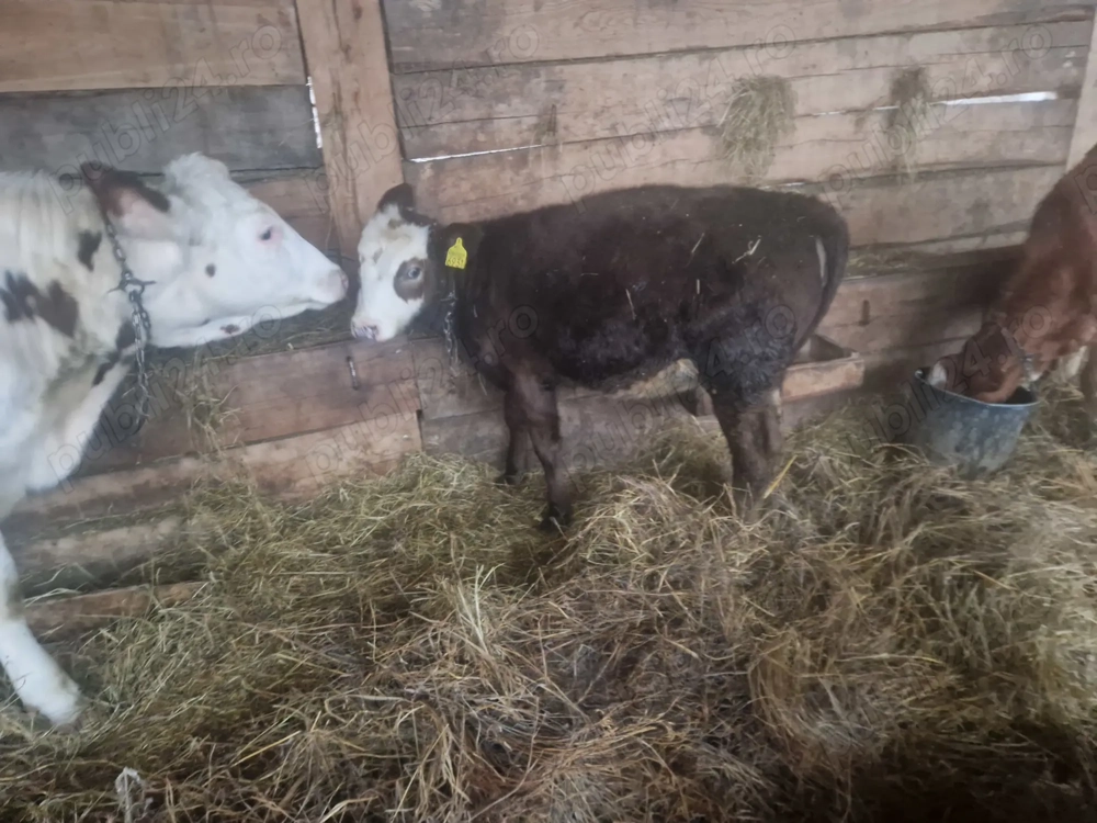 Vand o vitea baltata