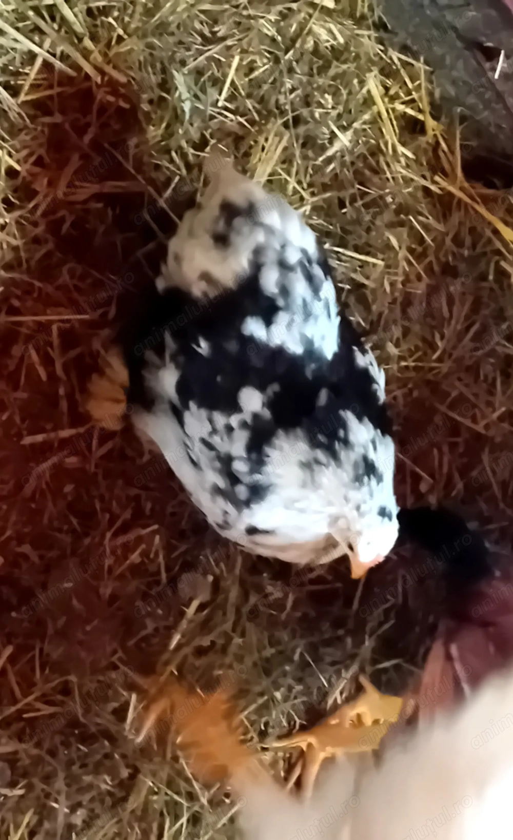 Cochinchina pitic familie sau pereche