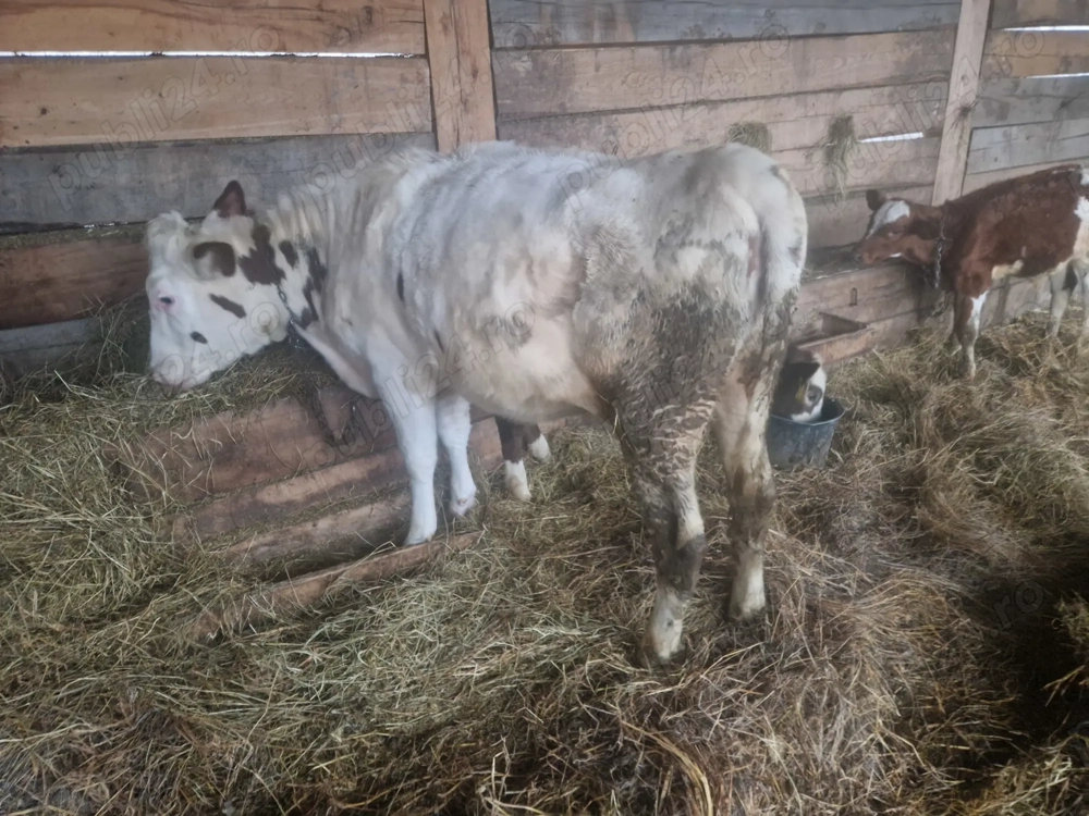 Vand o vitea foarte frumoasa