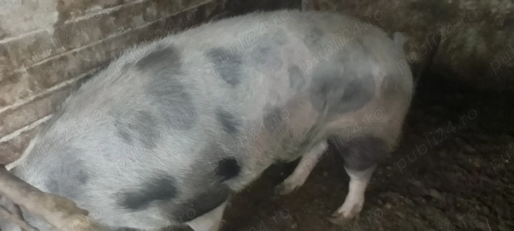 Vând porc crescut de țăran cu uruiala rasa de carne pietrean  200 240kg  15 lei in viu 20 carcasa  