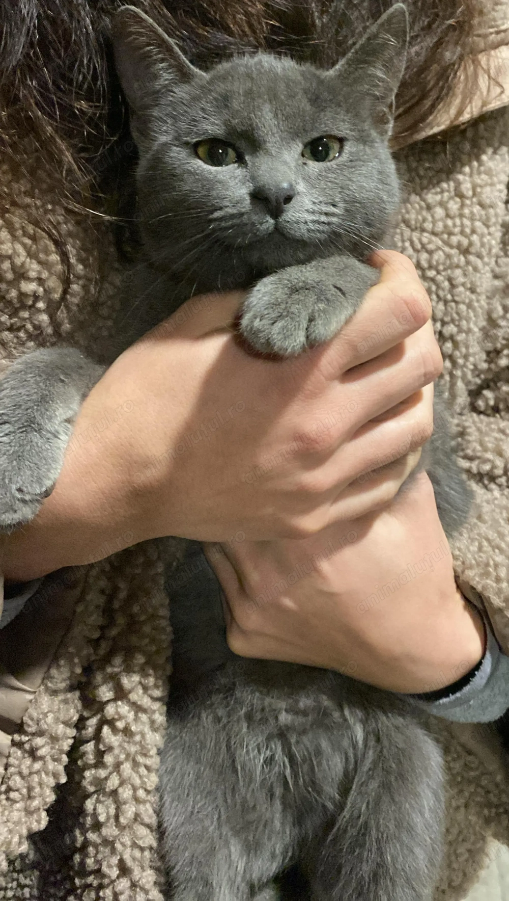  Căutăm o familie iubitoare pentru o pisicuță gri de 6 luni 