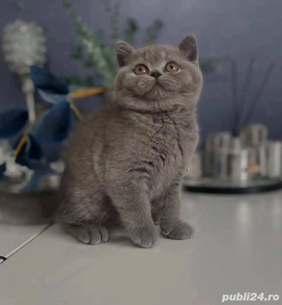 British Shorthair Blue 