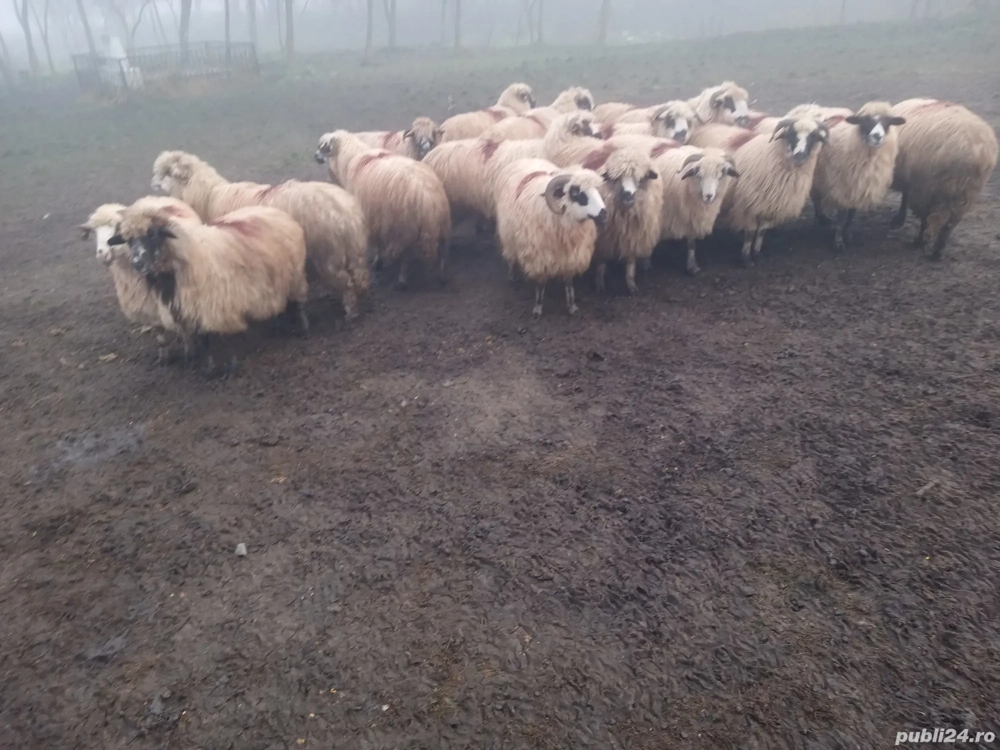 oi de vânzare                  .