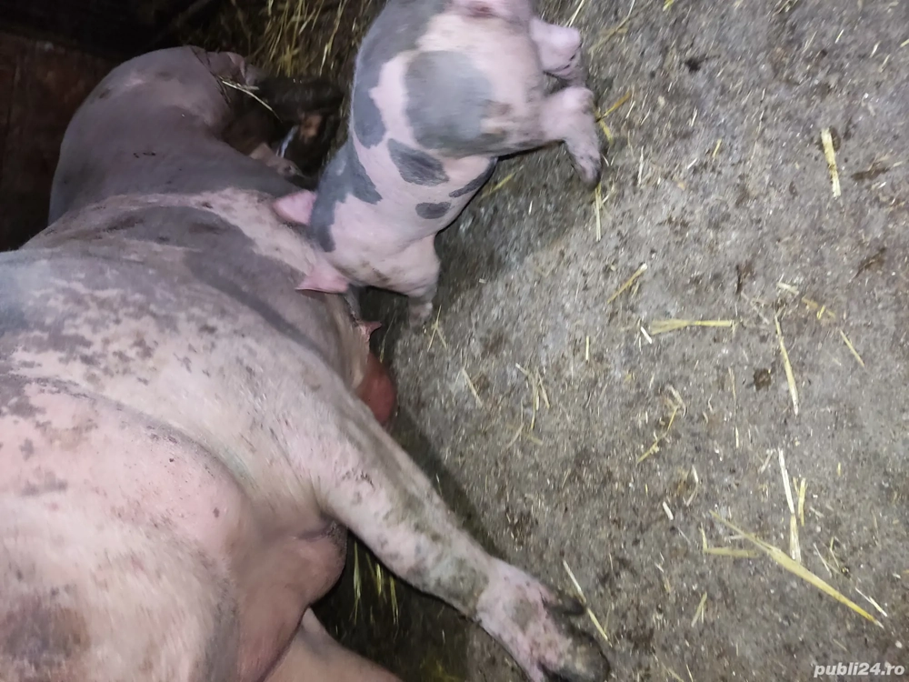 scrofita de reproducie