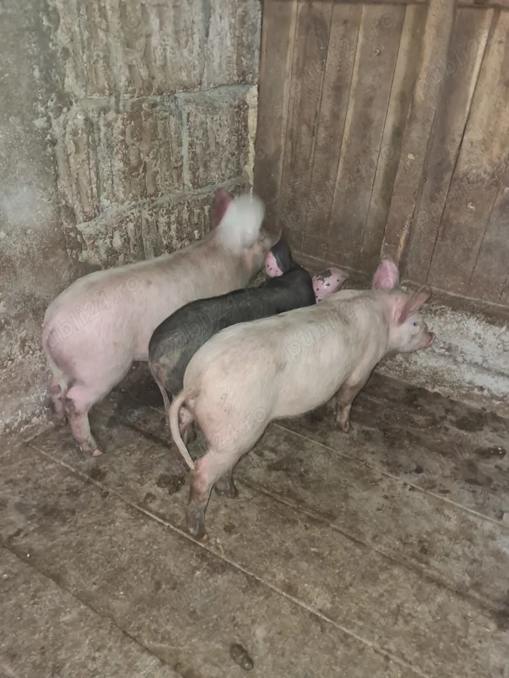 Vând grăsuni pietran cu marele alb 