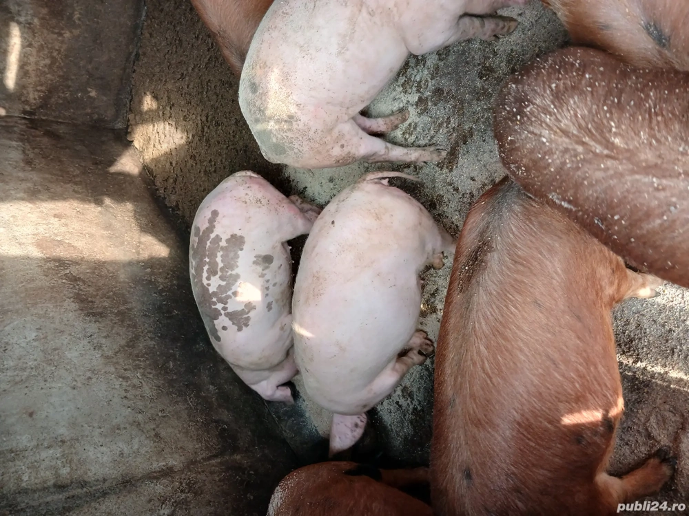 vand grasuni sau schimb