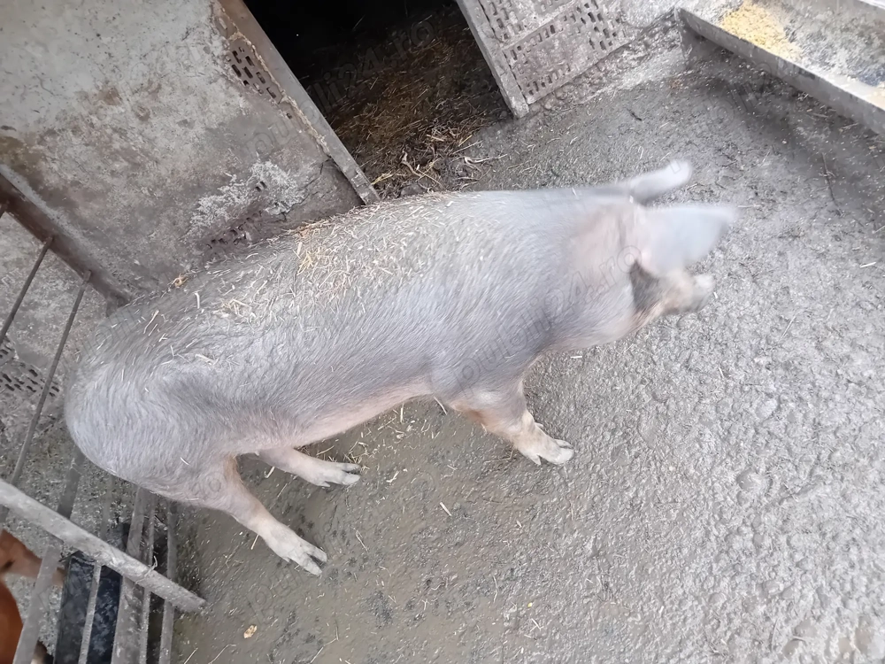 De vanzare soldan duroc 