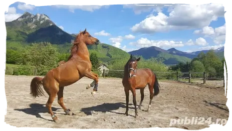 Angajez muncitor la fermă de cai în Austria