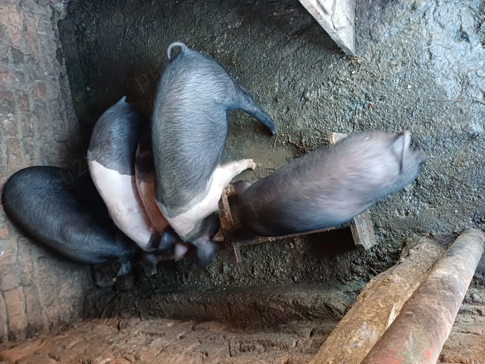 Purcei de 13 săptămâni de vânzare 