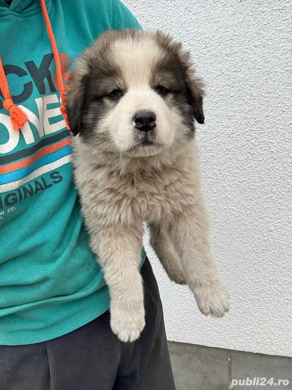 Catei ciobanesc de bucovina 