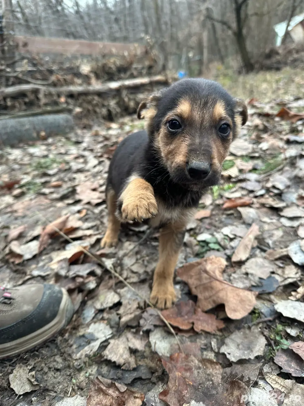 donez metis ciobanesc german 