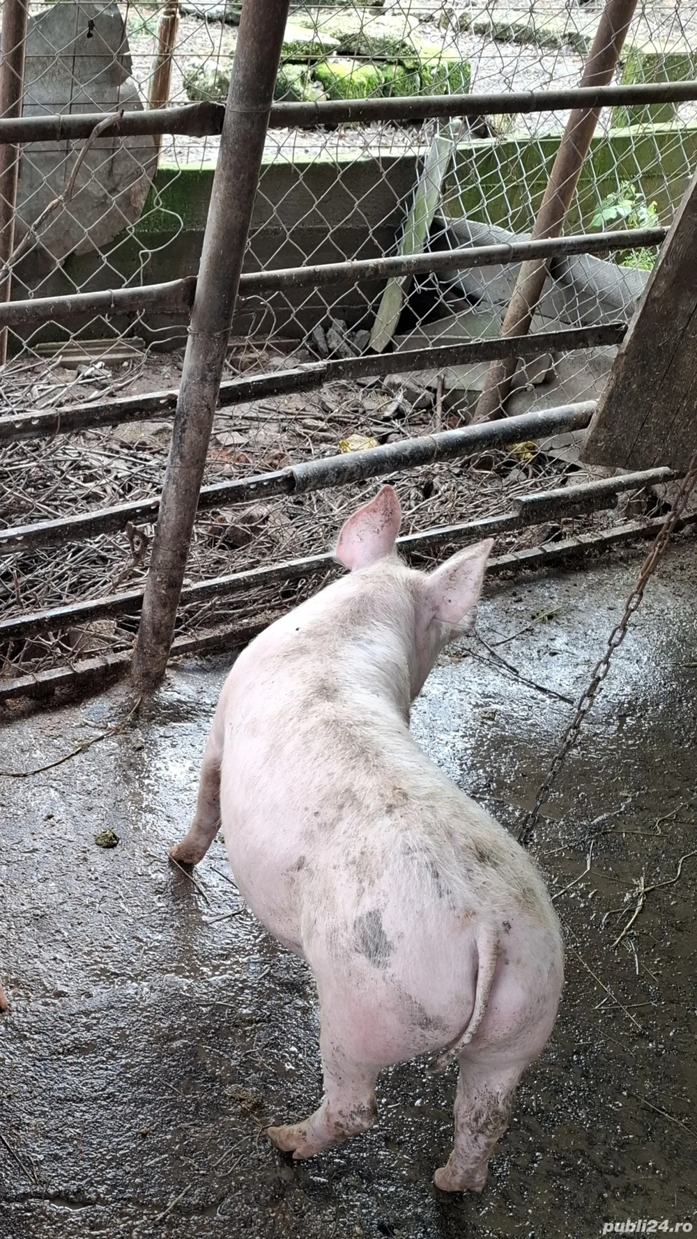 vând scrofiță