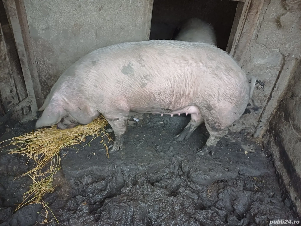 Porci mari de vanzare