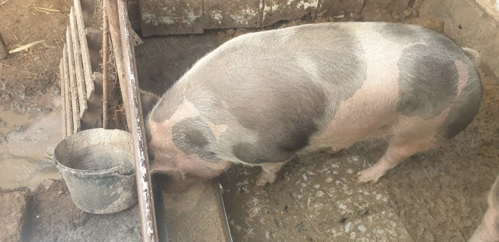 Vand porc de rasa crescut natural