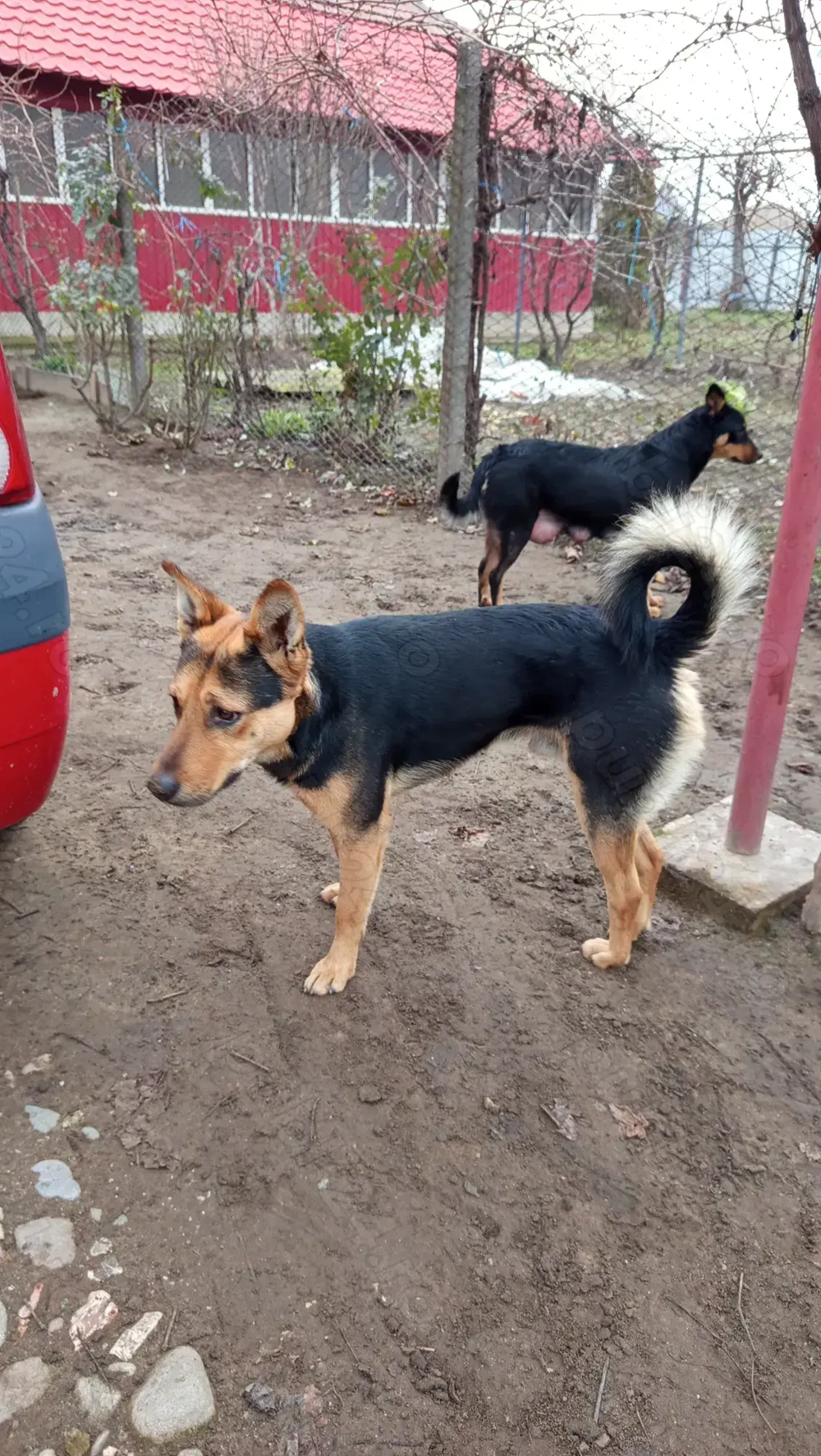 Cătei Lupi Ciobanesc