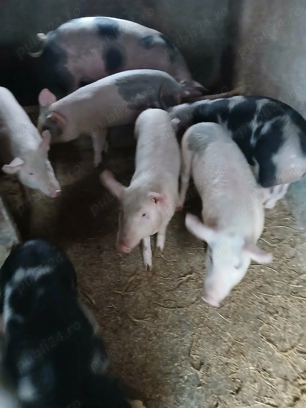 Purcei 5 bucăți disponibili 