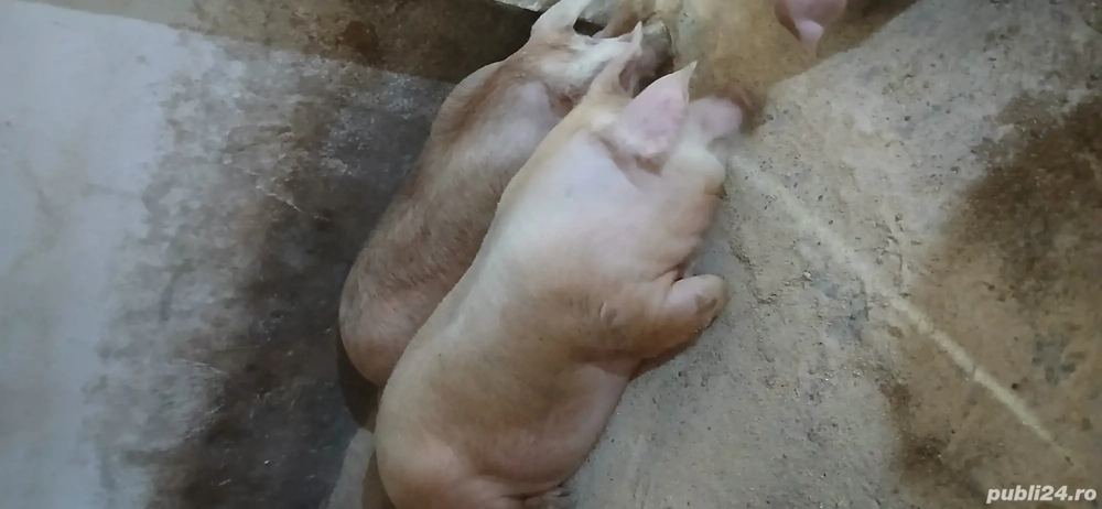 porci de vânzare 
