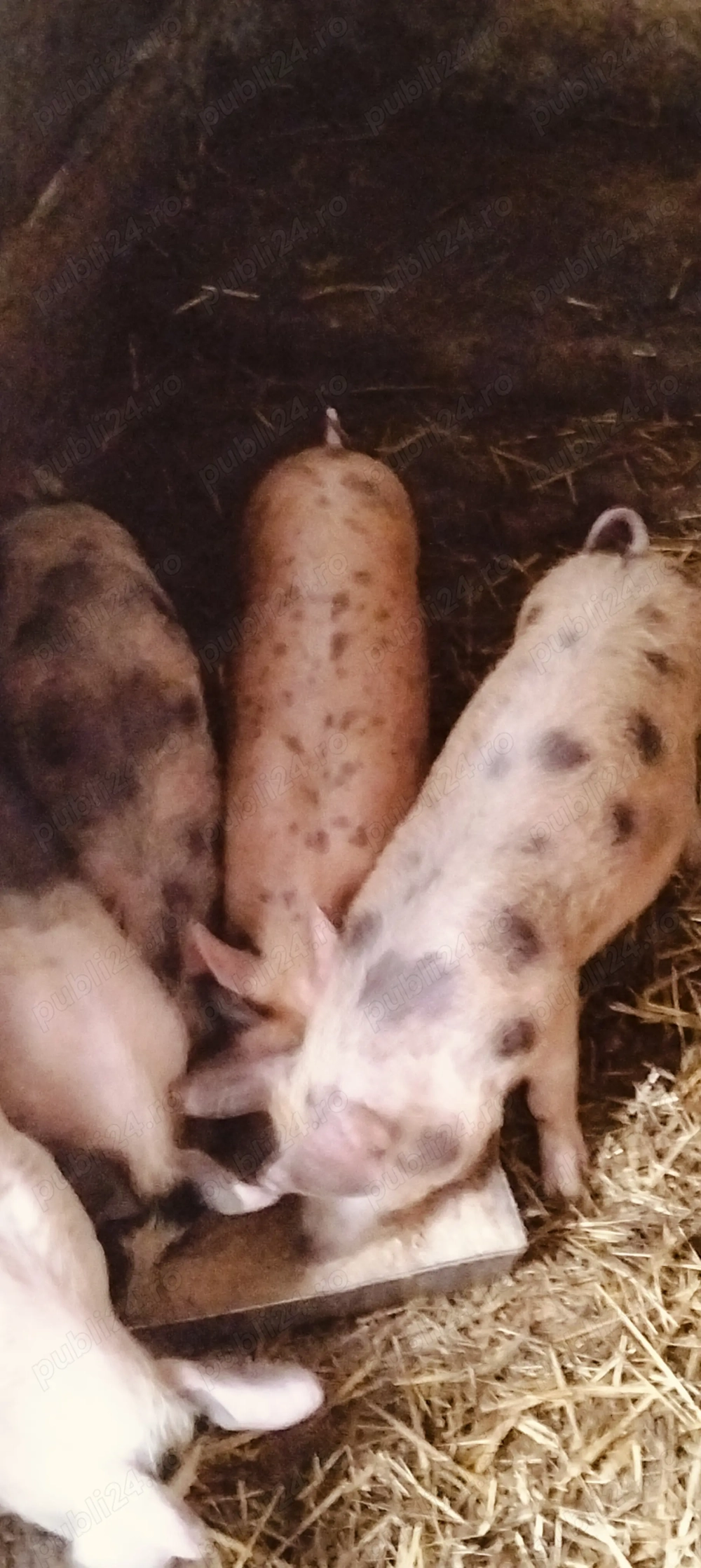 Purcei de 10 săptămâni ,durok+pietrean