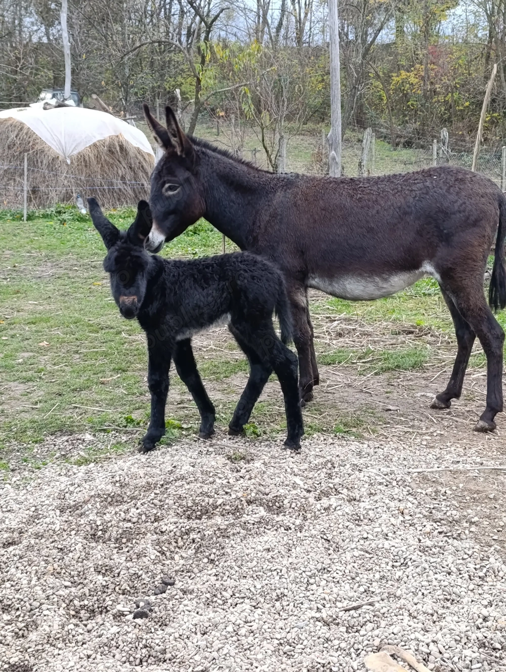 Vâd magarița fătată în noiembrie.