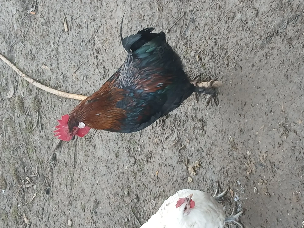 Vind cocosi de rasa din primavara