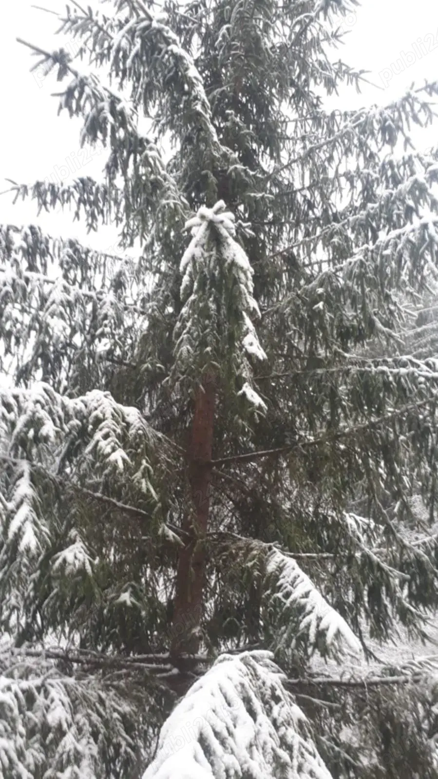 Închiriez cabană în zona de munte 