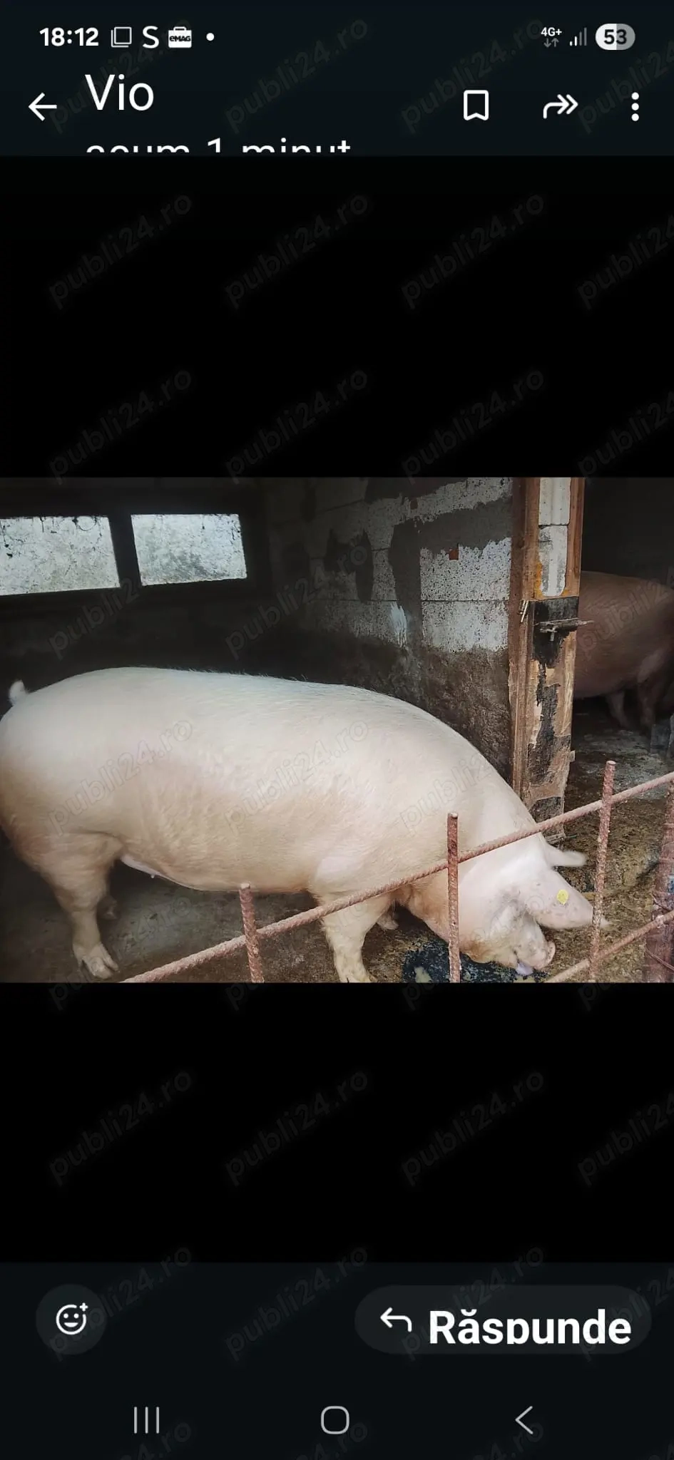 Porc crescut in gospodărie proprie 